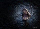 Vumbura Hippo Vumbura Hippo